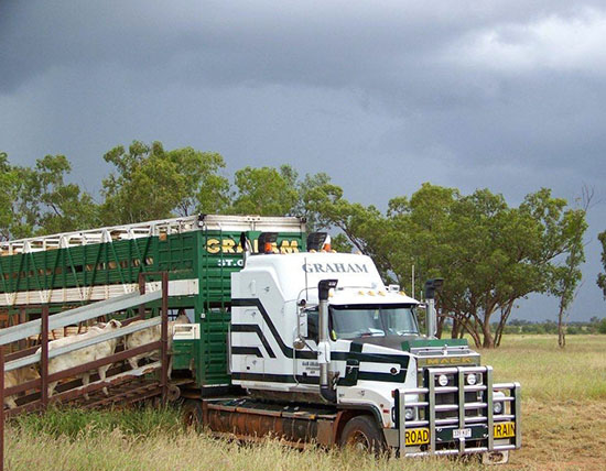 gr2_0008_loading-cattle